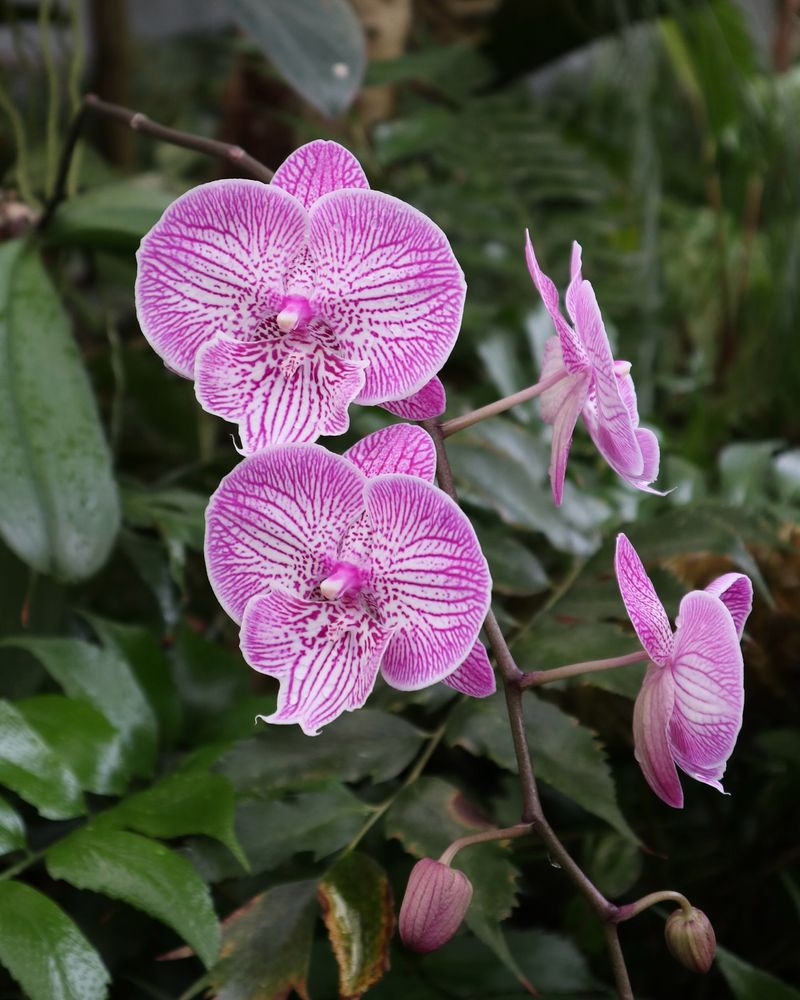 Orchid