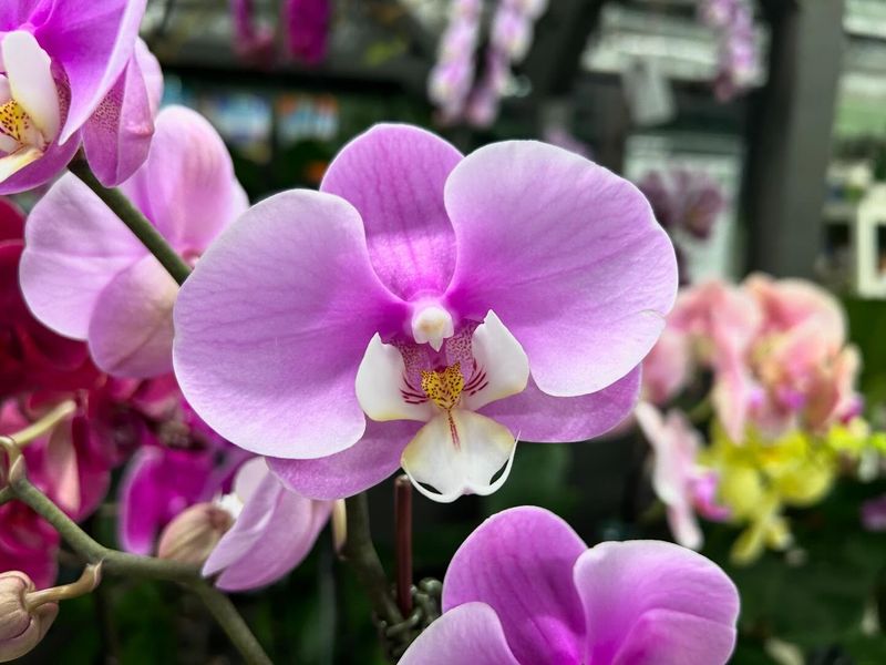 Orchid
