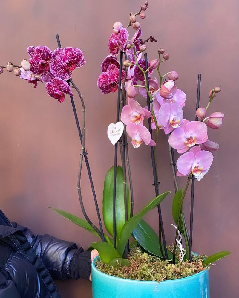 Orchid
