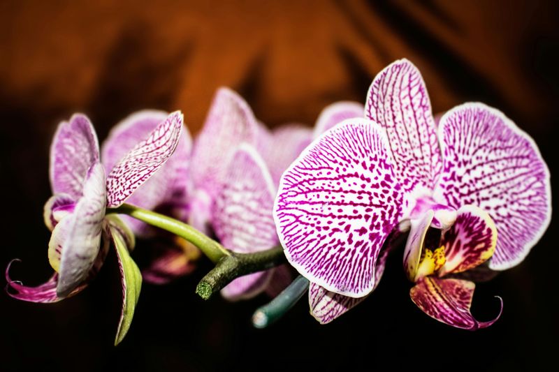 Orchid