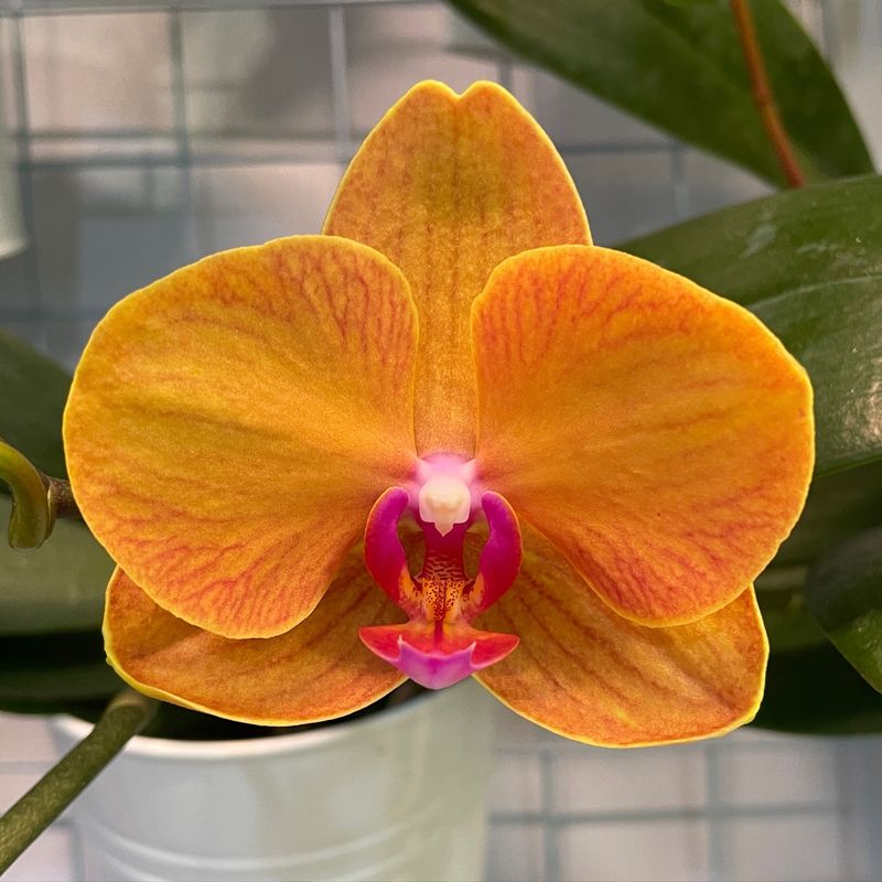 Orchid