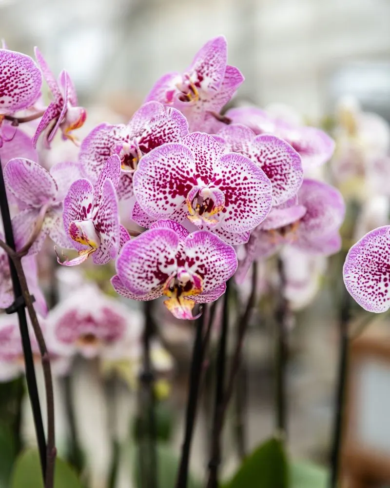 Orchid