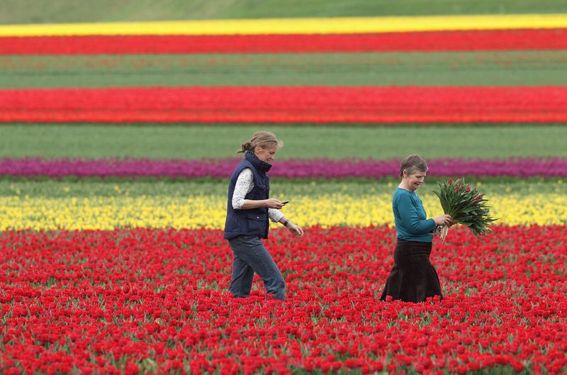 Tulip