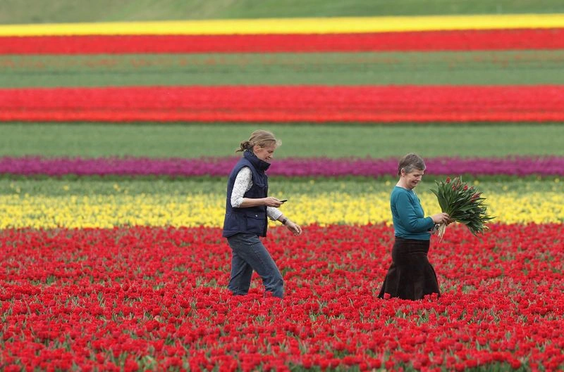 Tulip