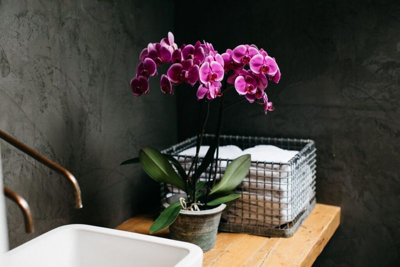 Orchid