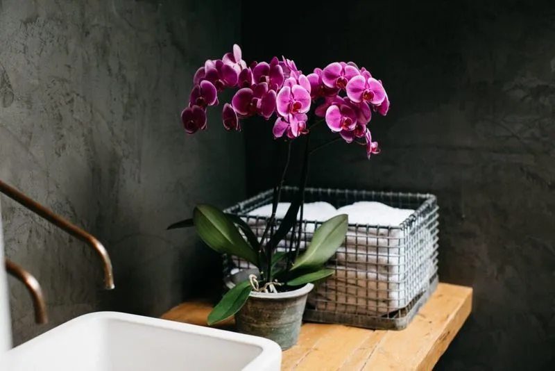 Orchid