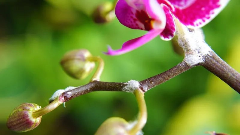 Orchid