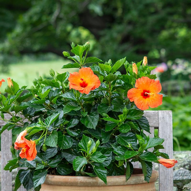 Tropical Hibiscus
