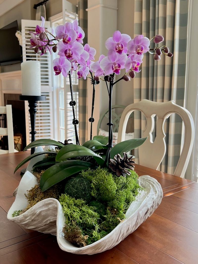 Orchid Displays