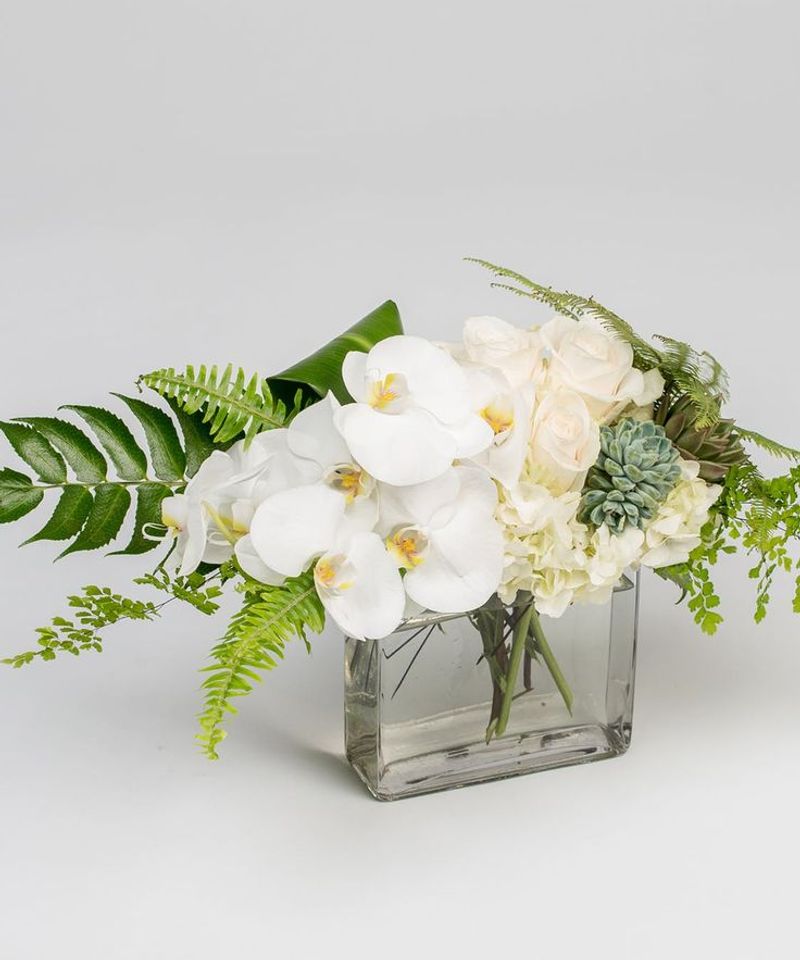 Orchid Elegance