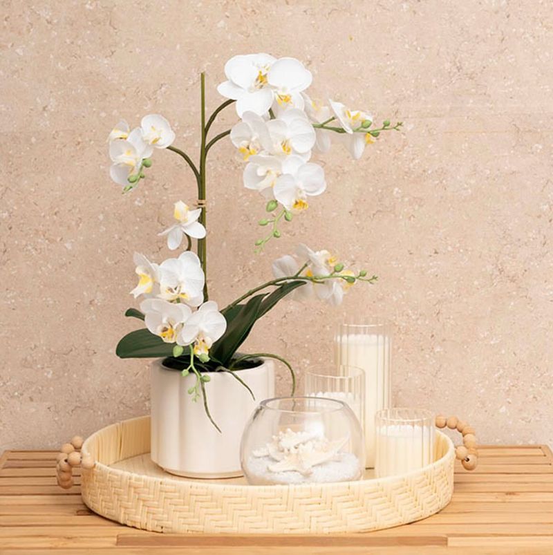 Orchid Sophistication