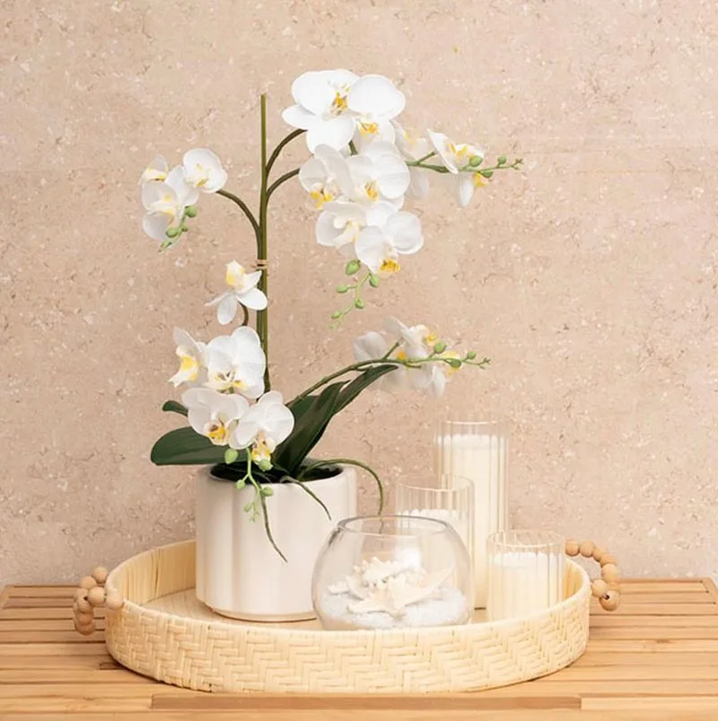 Orchid Sophistication