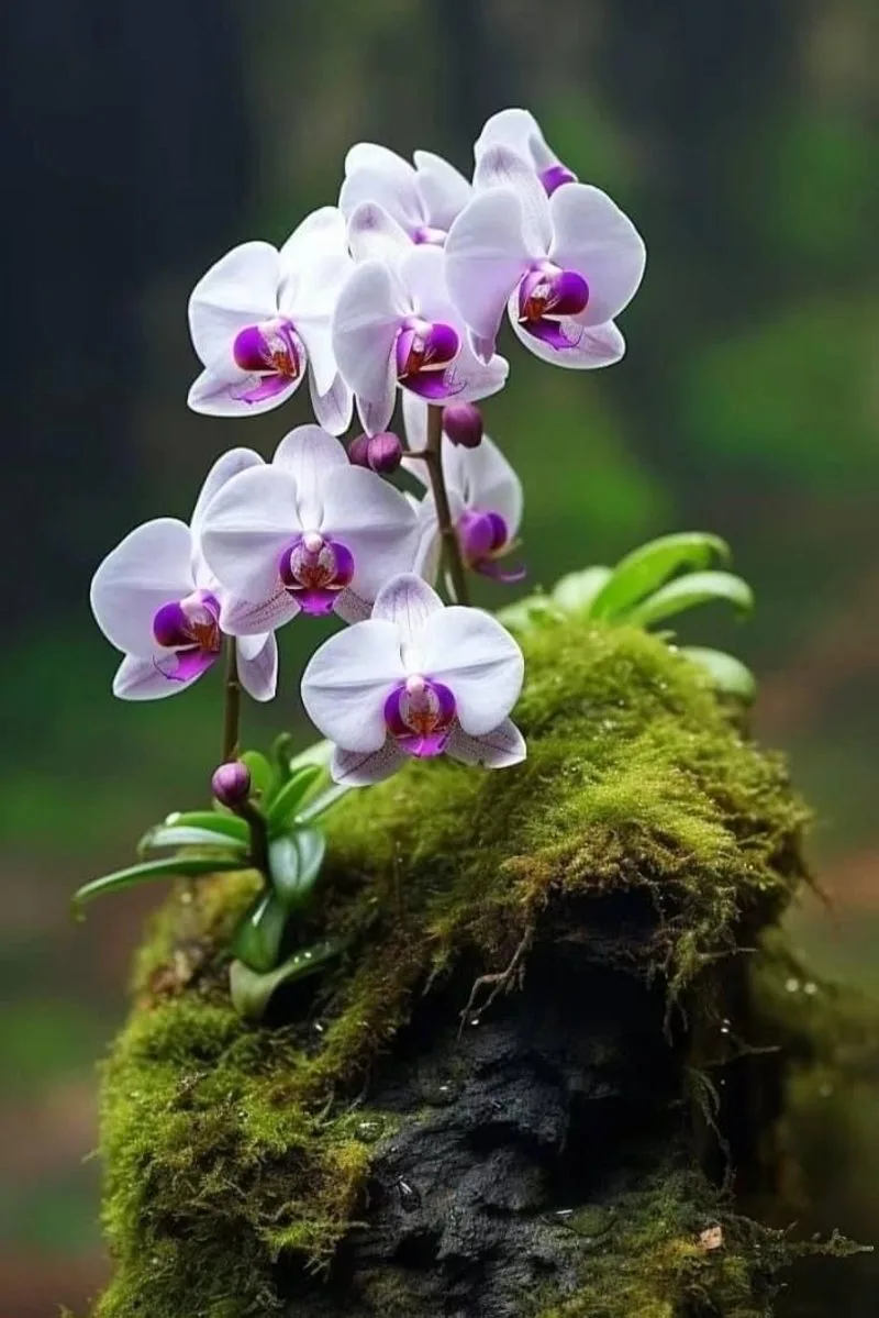 Orchids