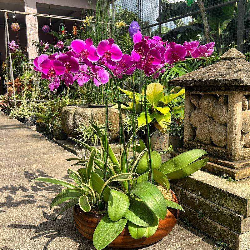 Orchids