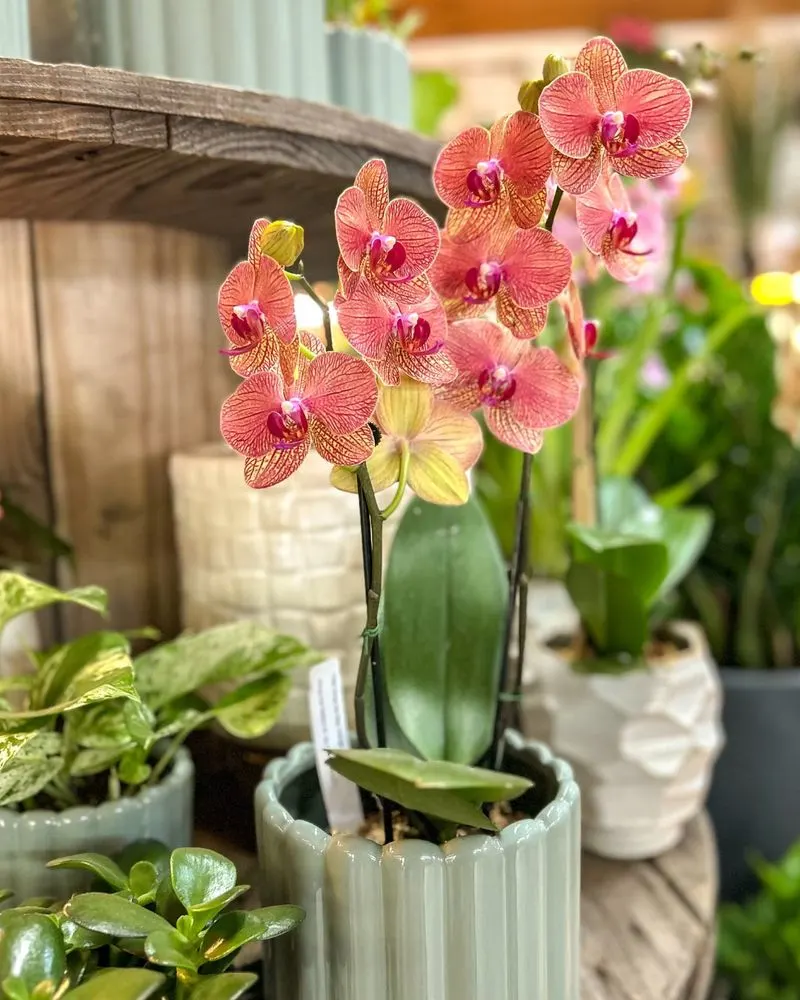 Orchids