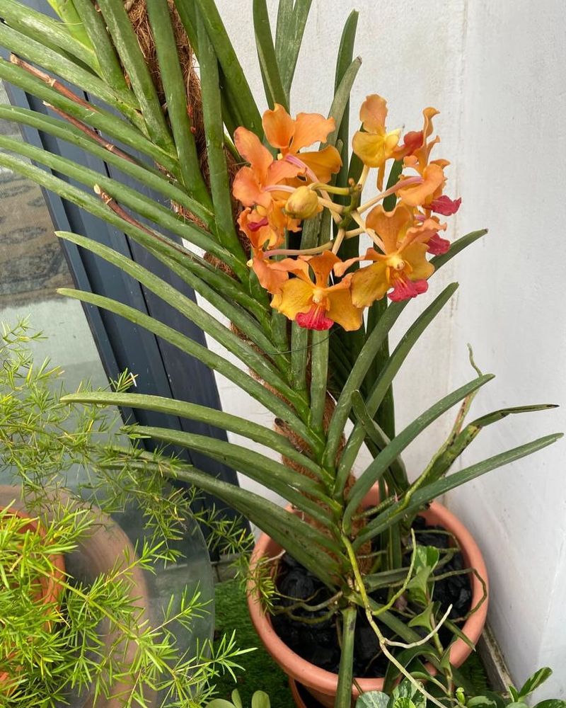 Orchids