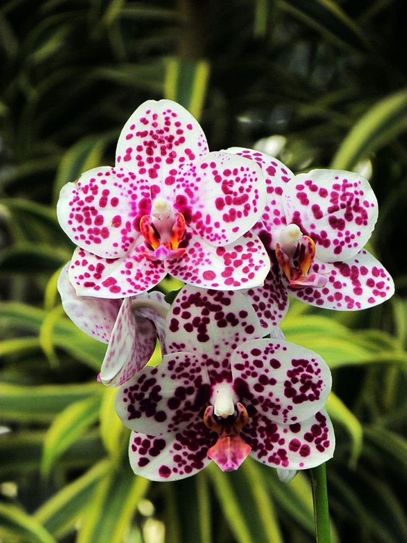 Orchids