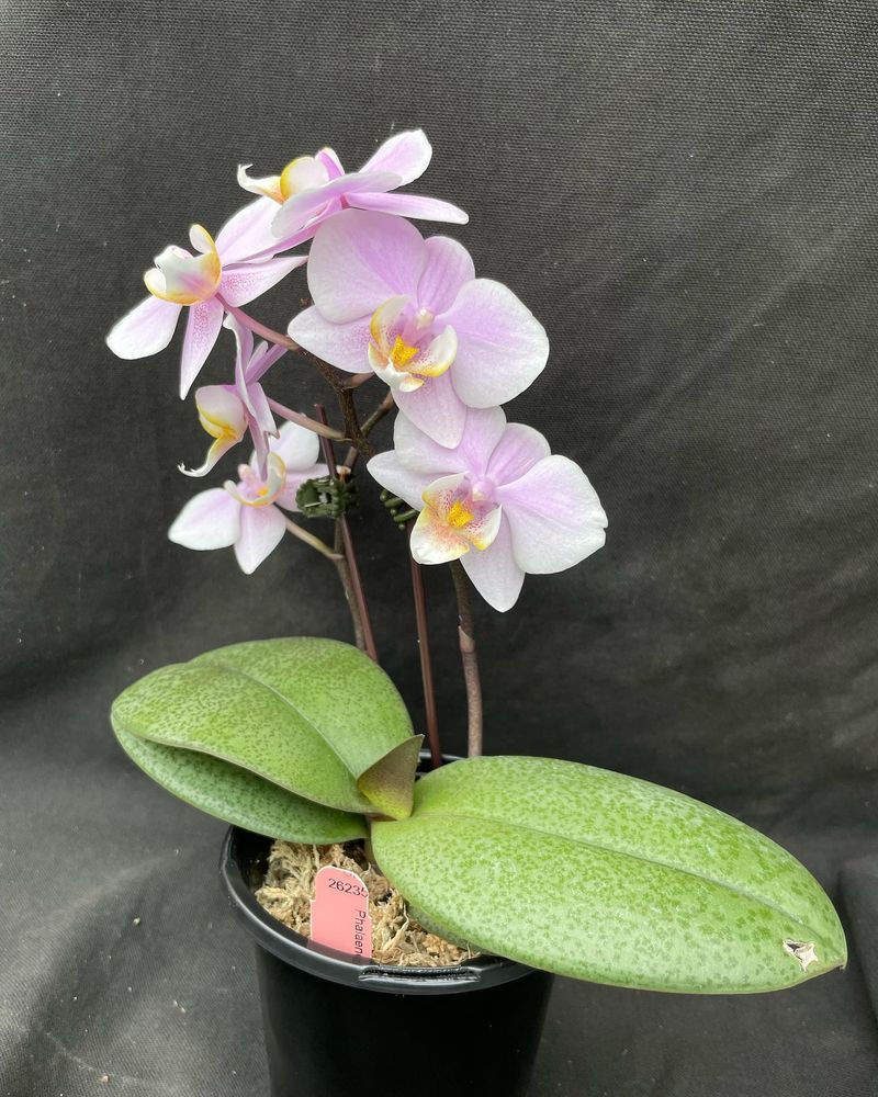 Orchids