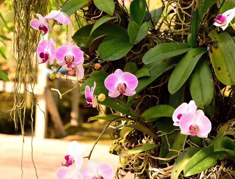 Orchids and Bromeliads