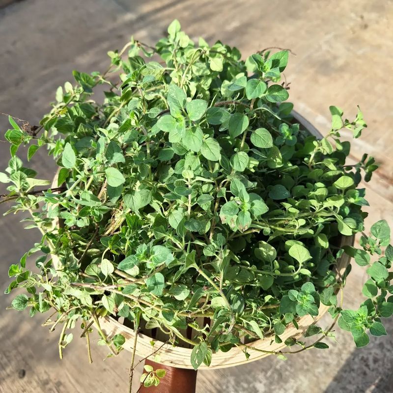 Oregano