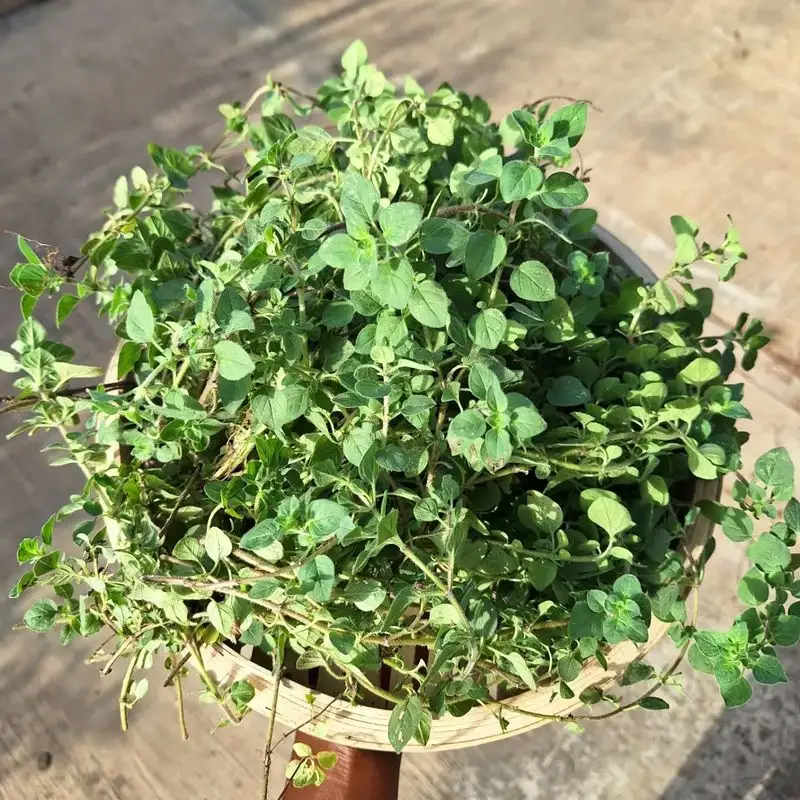 Oregano