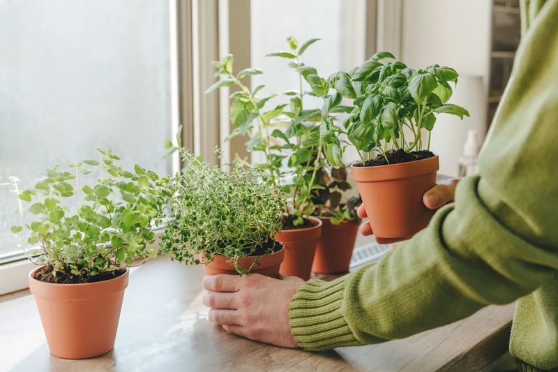 Oregano