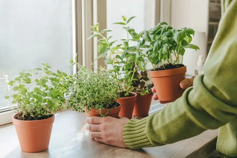 Oregano