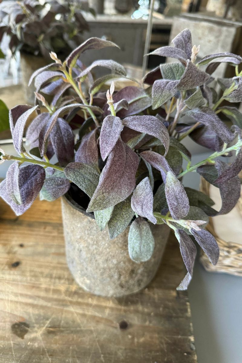 Sage