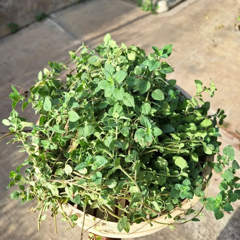 Oregano