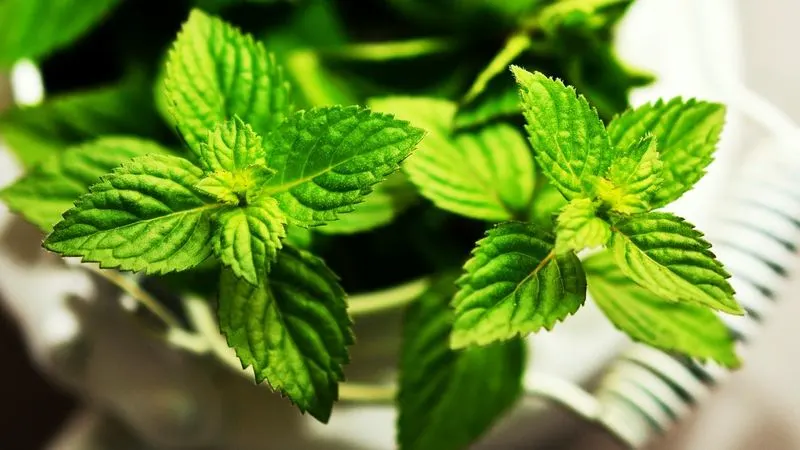 Mint