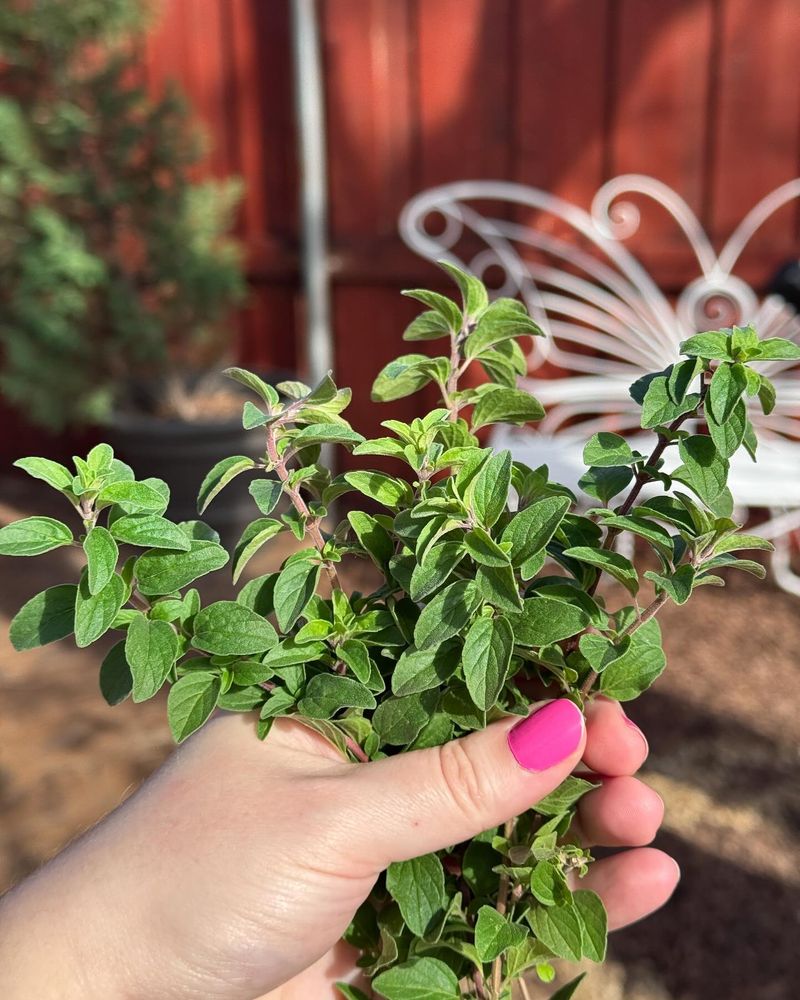 Oregano