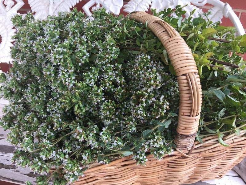 Oregano