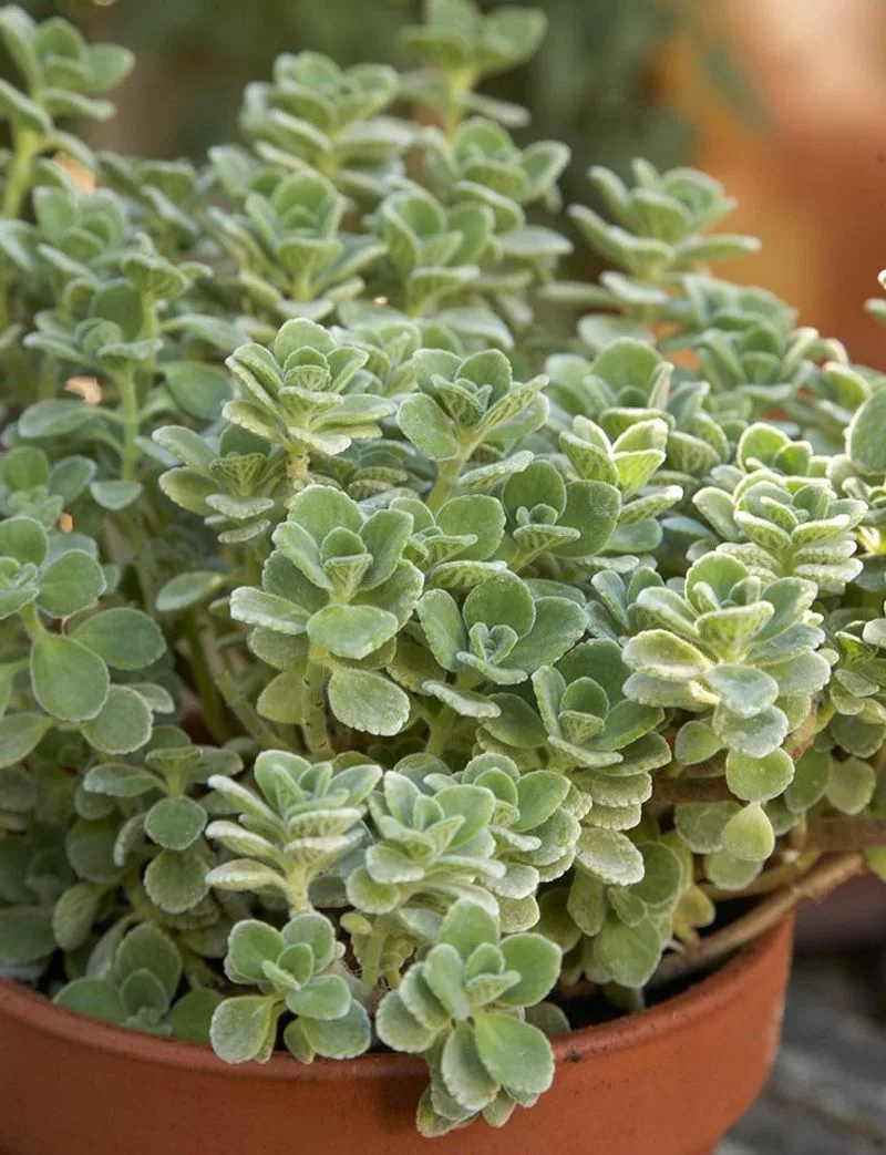Oregano