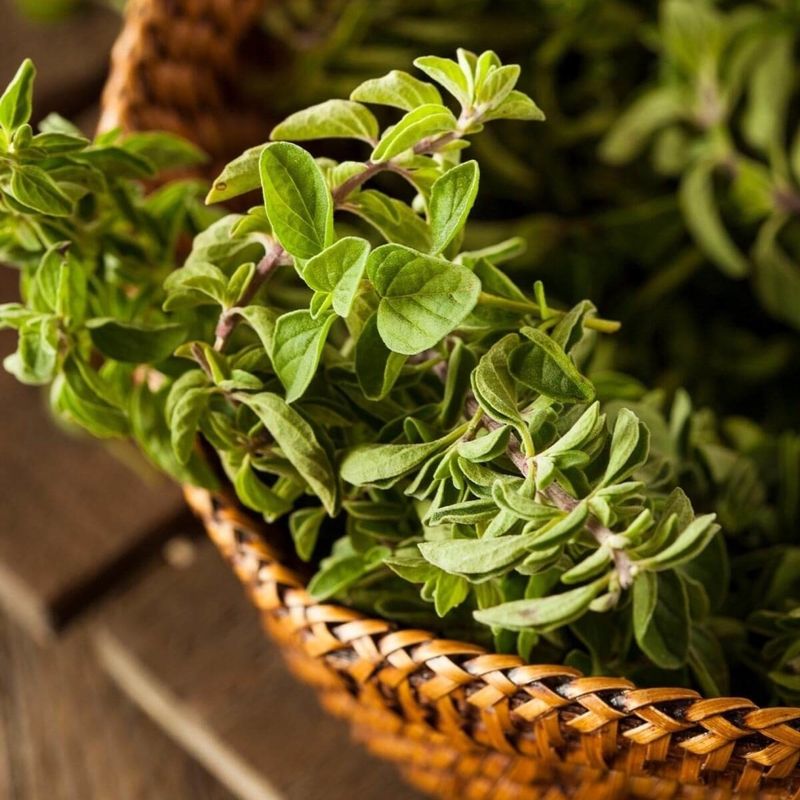 Oregano