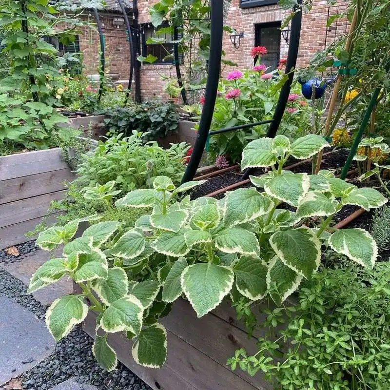 Oregano