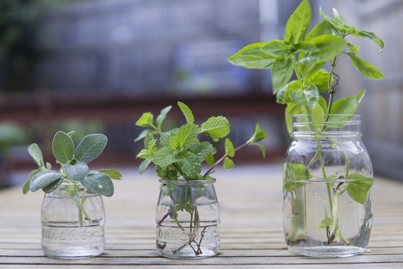 Oregano