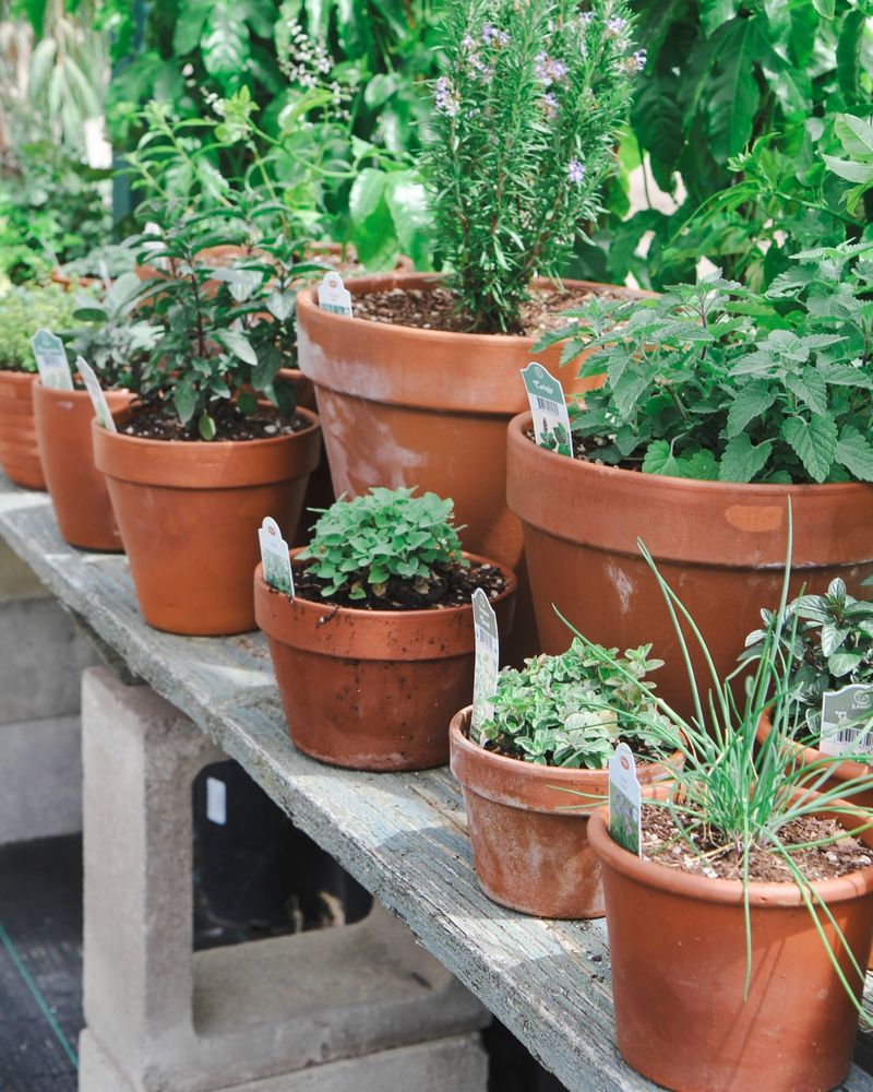 Oregano