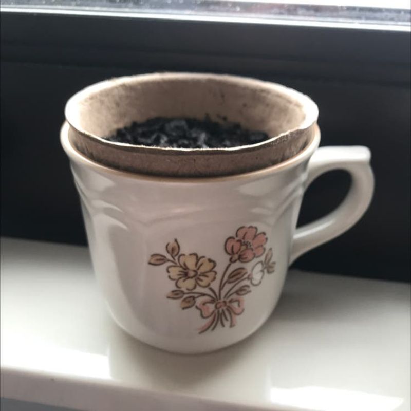 Oregano
