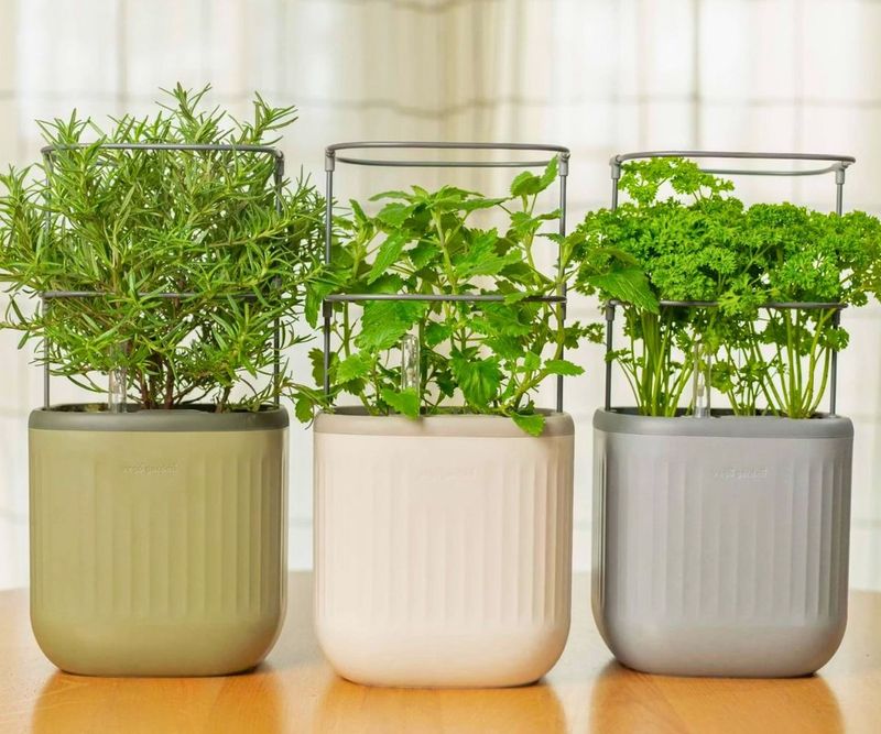 Oregano