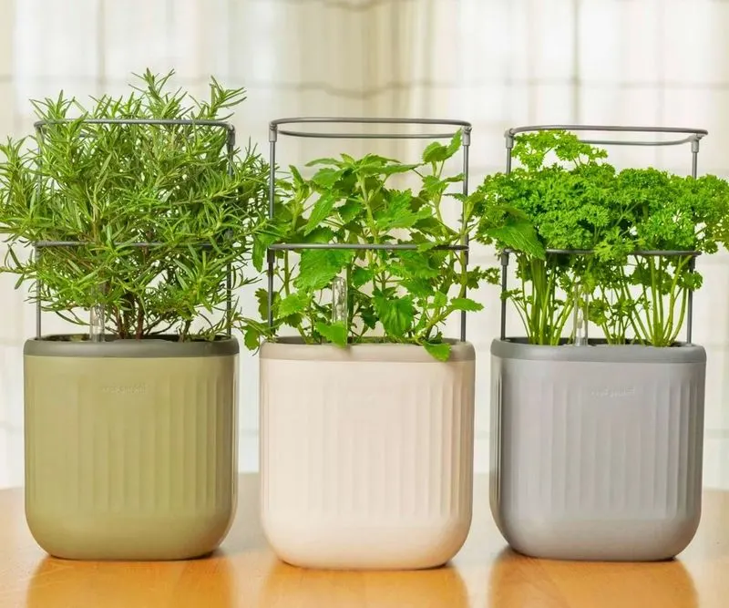 Oregano