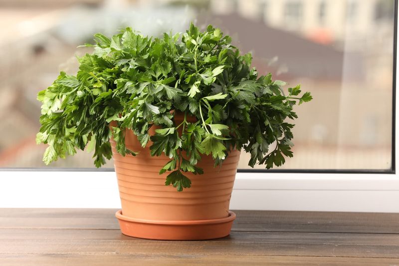Parsley