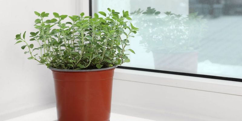 Oregano Oasis
