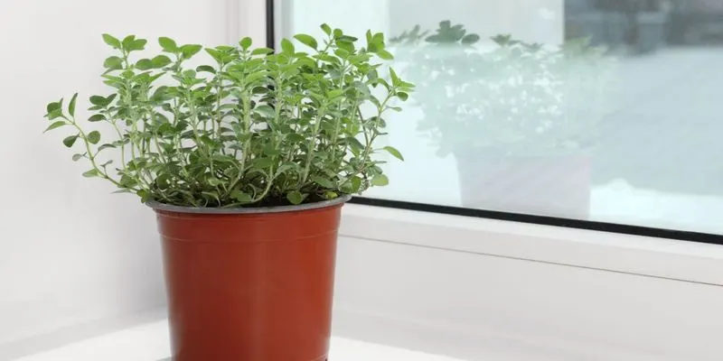 Oregano Oasis