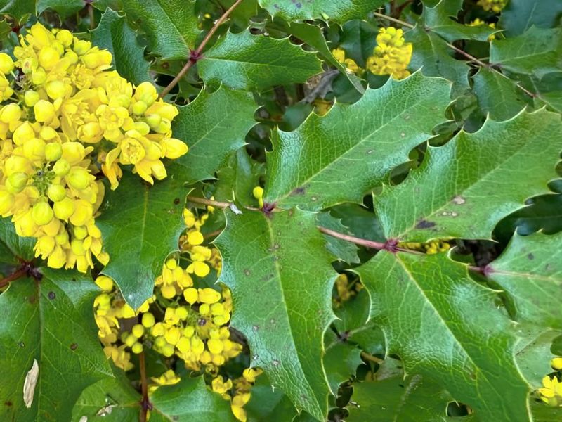 Oregon Grape