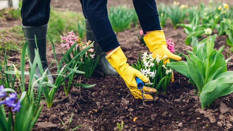 Regular Garden Maintenance
