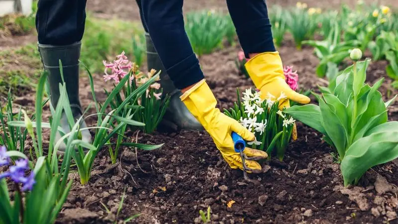 Regular Garden Maintenance