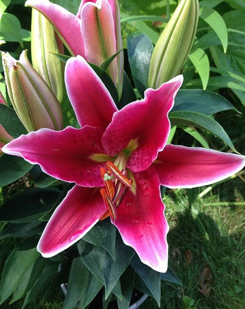 Oriental Lily
