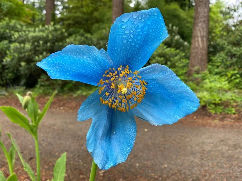 Blue Himalayan Poppy