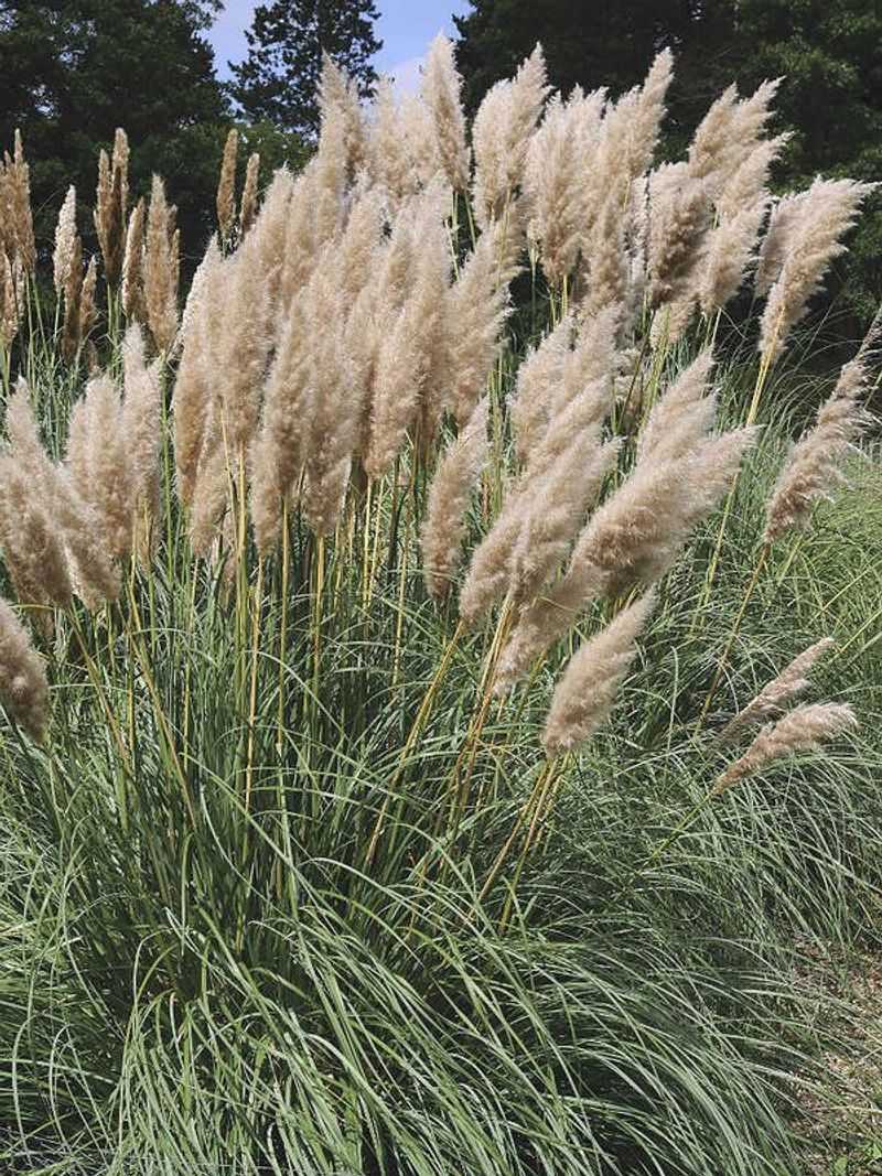 Ornamental Grass