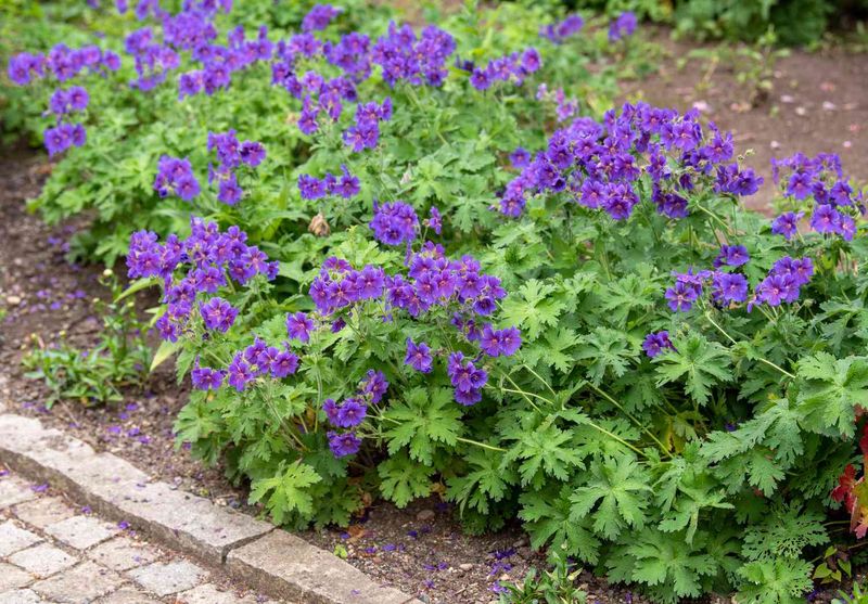 Hardy Geranium